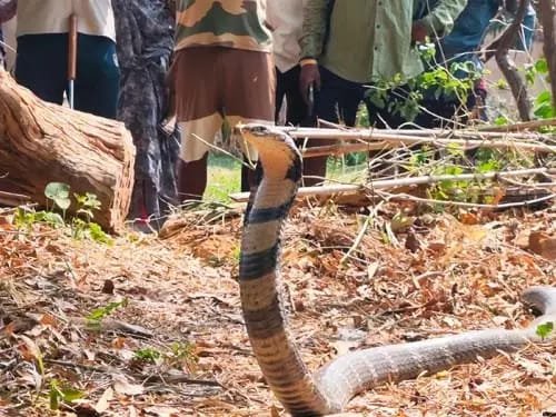 कोरबा के छुईढोड़ा गांव में घुसा 11 फीट लंबा विशालकाय किंग कोबरा, वन विभाग और नोवा नेचर की टीम ने किया सुरक्षित रेस्क्यू