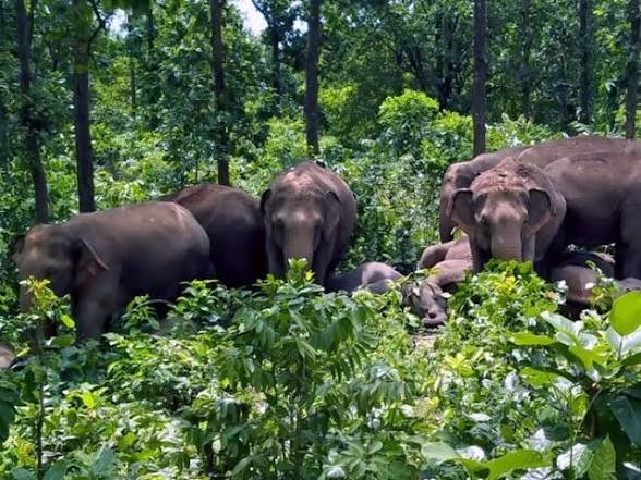 कोरबा: केराकछार पहुंचे जंगली हाथी, 19 गांवों में हाई अलर्ट जारी! वन विभाग ने कराई मुनादी